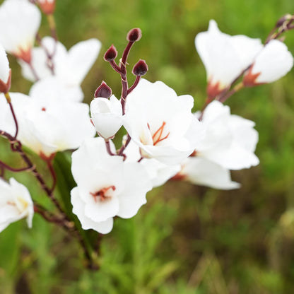 BLOMMA Solcellsdriven Magnolialampa